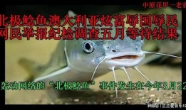 北极鲶鱼最新爆料视频
