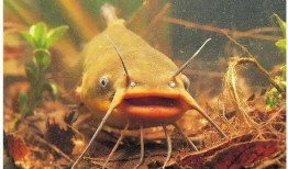 北极鲶鱼最新爆料视频